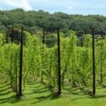 how to grow your own hops